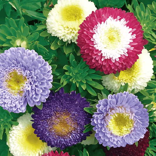Summer Aster Pompon Seeds Callistephus Chinensis Mixed Colors