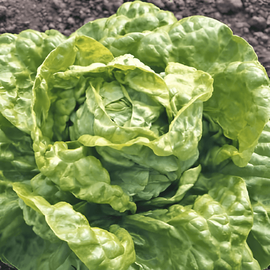 Butterhead Lettuce Seeds Black German Lactuca Sativa Vegetable Variety