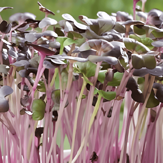 Radish Red Daikon Microgreens Seeds Raphanus Sativus