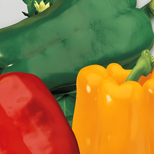 Paprika Seeds Capsicum Annuum L Trio Color Variety