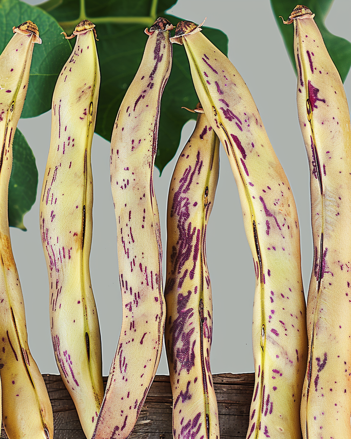 Dwarf Bean Merveille De Piemonte Seeds Phaseolus Vulgaris L.