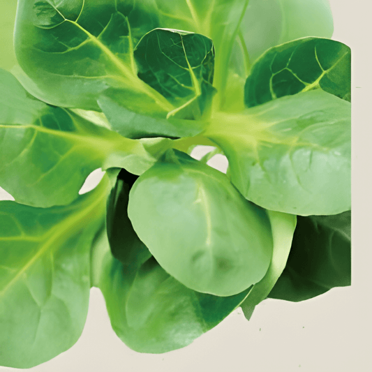 Organic Lamb's Lettuce Valerianella Locusta Seeds Corn Salad