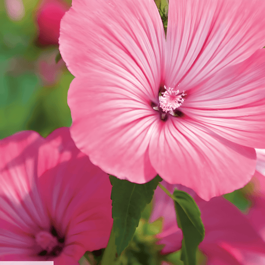 Lavatera Trimestris Lavatera Seeds Pink Red Checker Mallow