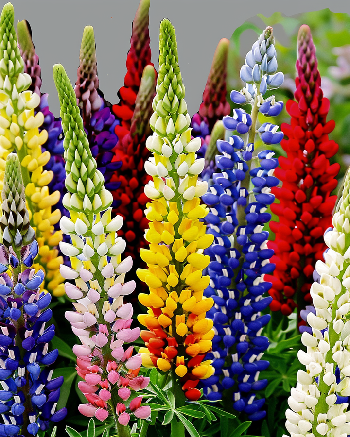 Tall Multicolor Lupine Seeds Lupinus Hartwegii Flower Seeds