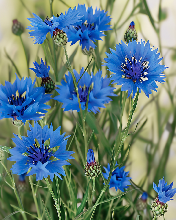 Organic Cornflower Seeds Centaurea Cyanus Blue Annual Flowers