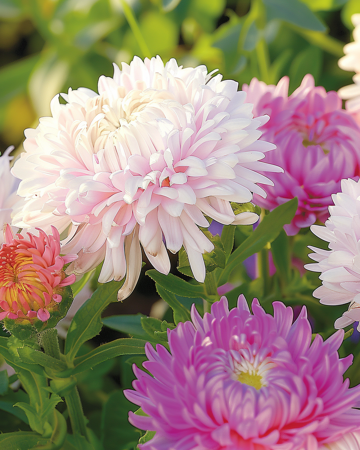 Summer Aster Seeds Callistephus Chinensis Feather Mix Annual Flowers