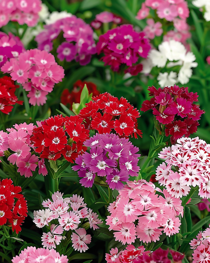 Dianthus Seeds Low Mixed Thousand Beauties Dianthus Barbatus