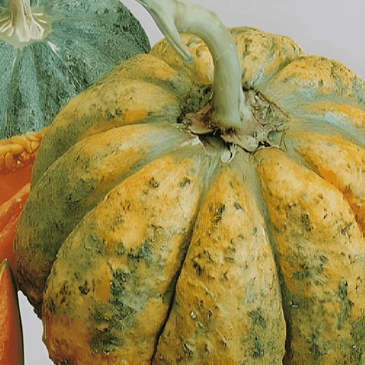 Melon Seeds Zatta Heirloom Honeydew Cucumis Melo Round Ribbed Fruits