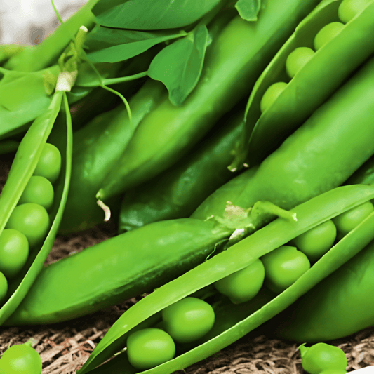 Dwarf Peas Seeds Pisum Sativum Vidor Early Productive Variety