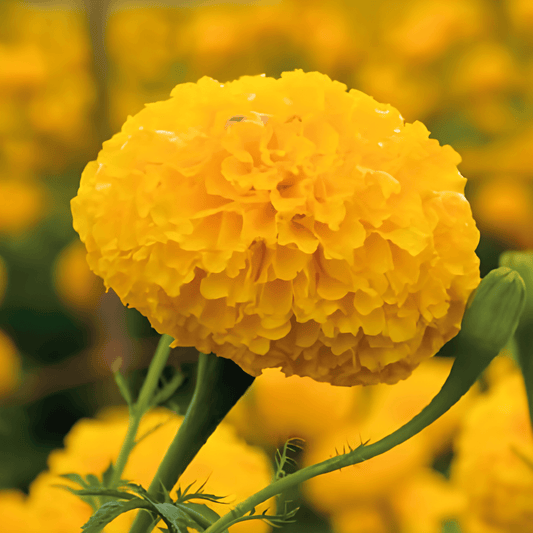African Marigold Seeds Tagetes Erecta Low Golden Age Variety
