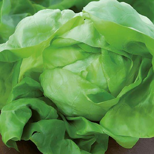 Butterhead Lettuce Seeds Hilde II Lactuca Sativa Vegetable Seeds
