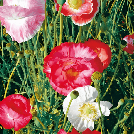 Mixed Poppy Seeds Papaver Rhoeas Annual Flower Seeds