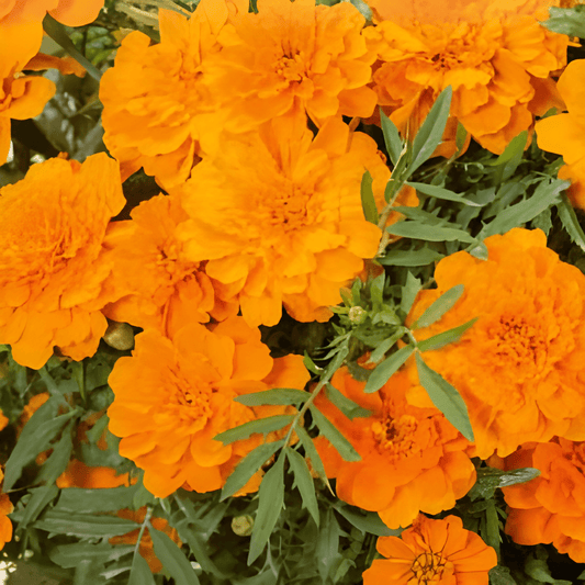 French Marigold Seeds Tagetes Patula Nana Tangerine Variety