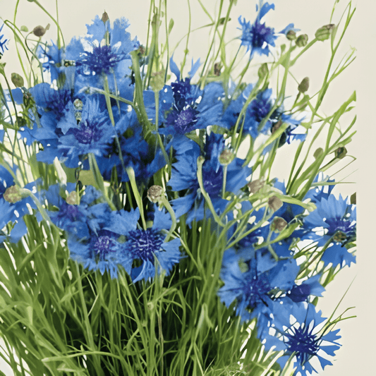 Organic Cornflower Seeds Centaurea Cyanus Blue Annual Flowers
