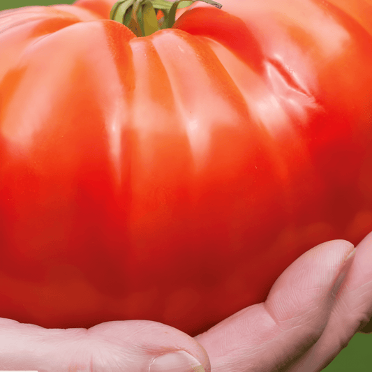 Brutus Beefsteak Tomato Seeds Solanum Lycopersicum Large Fruits