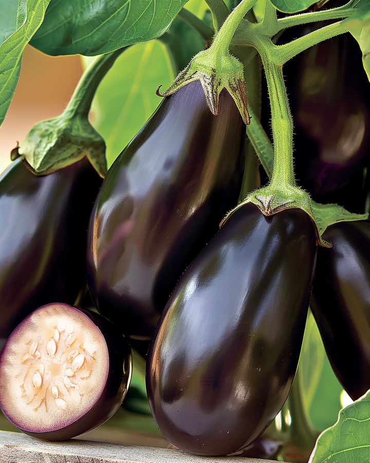 Mini Eggplant Ophelia F1 Seeds Solanum Melongena Variety