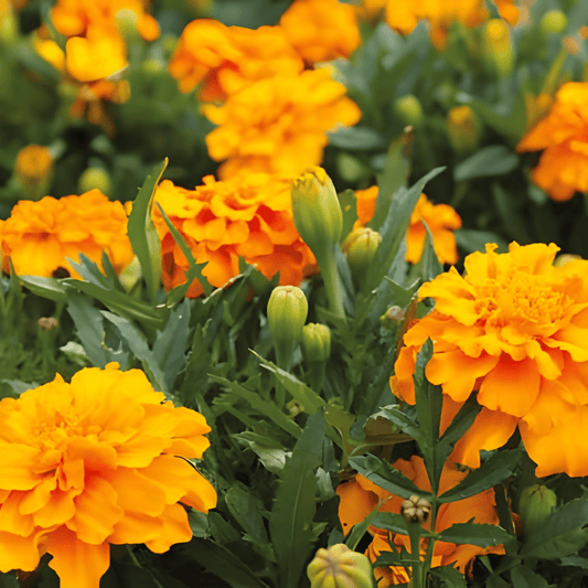 Dwarf African Marigold Seeds Tagetes Patula Nana Petite Orange