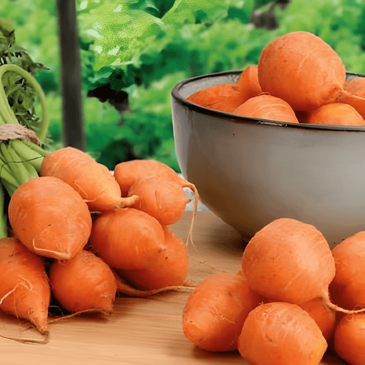 Summer Carrot Paris Market Seeds Daucus Carota Round Juicy Sweet