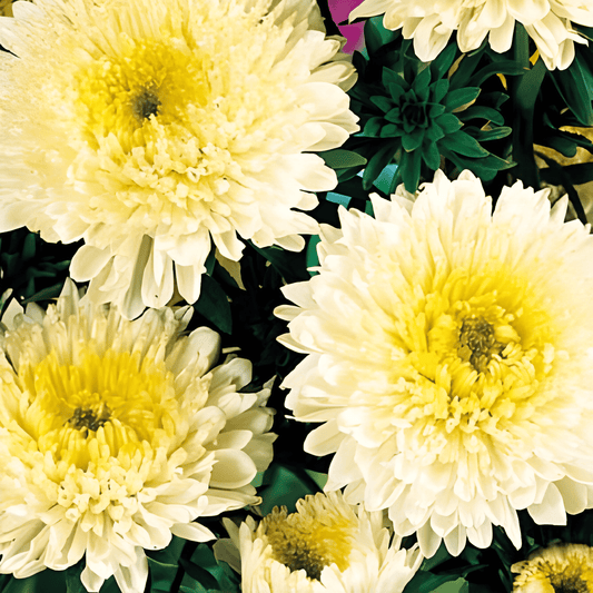 Summer Aster Princess Seeds Callistephus Chinensis Golden Yellow