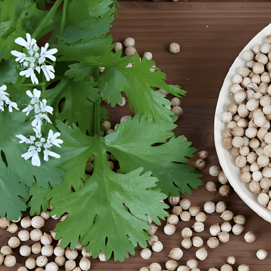 Citronella Coriander Seeds Coriandrum Sativum Fresh Herb Flavor