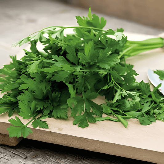 Amsterdam Cut Leaf Parsley Seeds Petroselinum Crispum Culinary Herb