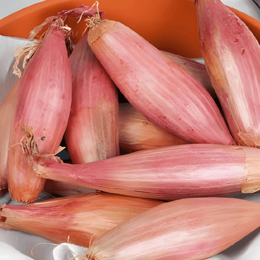 Long Red Onion Seeds Allium Cepa From Florence Variety