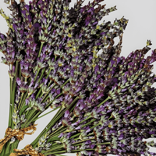Lavender Seeds Lavandula Angustifolia Fragrant Flowering Shrub