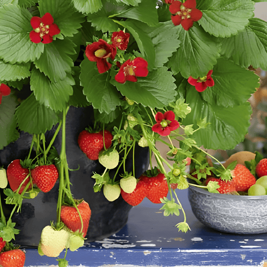 Everbearing Strawberry Ruby Ann F1 Seeds Fragaria X Ananassa