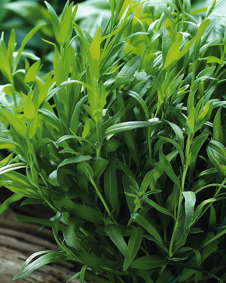 Tarragon Seeds Artemisia Dracunculus Culinary Herb Seeds