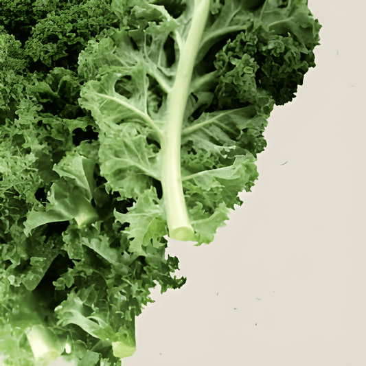Organic Kale Seeds Brassica Oleracea Convar Acephala Var Sabellica