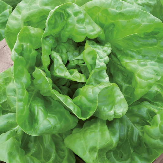 Butterhead Lettuce Seeds Kagraner Summer 2 Lactuca Sativa