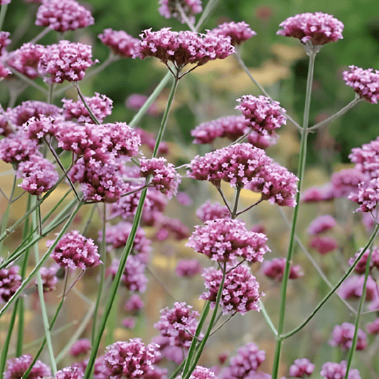 Stiff Ironweed Seeds Verbena Bonariensis Long Flowering Annual
