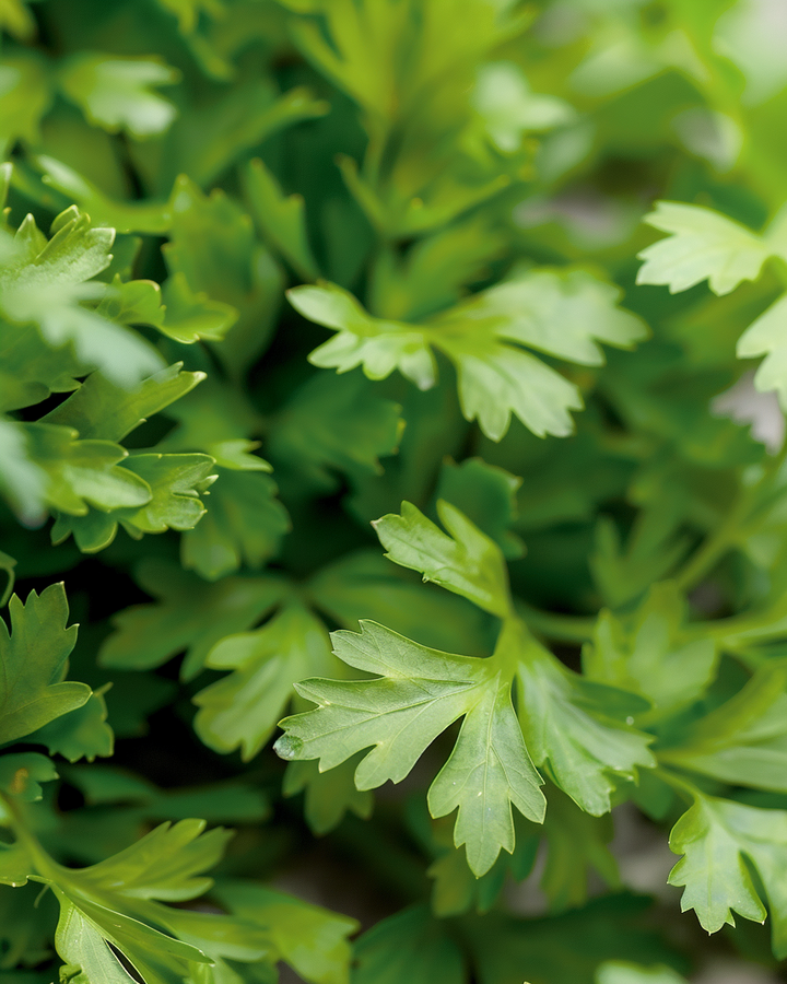 Chervil Herb Seeds Anthriscus Cerefolium Culinary Herb Variety
