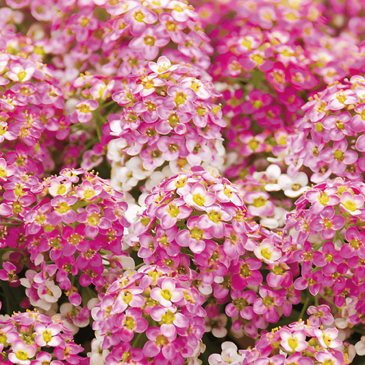 Alyssum Rosie Oday Lobularia Maritima Flower Seeds