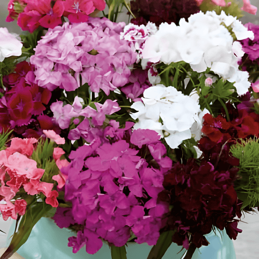 Dianthus Seeds Single-flowered Mixed Annuals Dianthus Barbatus
