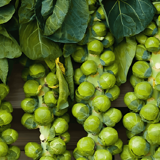 Brussels Sprouts Seeds Brassica Oleracea Groninger Early Variety