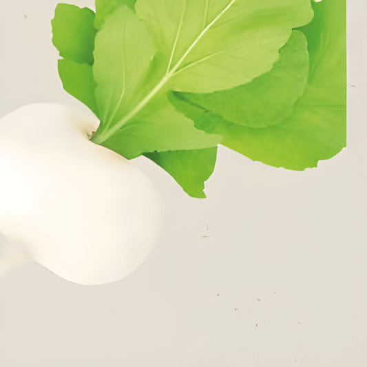Organic Turnip Seeds Brassica Rapa Var Rapa White May Variety