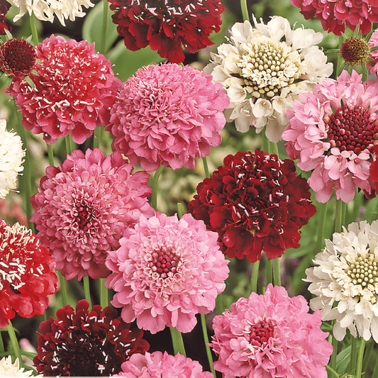 Scabiosa Seeds Scabiosa Atropurpurea Mixed Dove's-bit Flowers