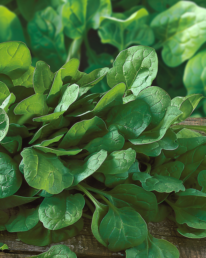 Spinach Seeds Broadleaf Sharpseed Spinacia Oleracea Fast Growing Variety