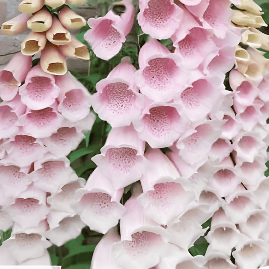 Foxglove Seeds Digitalis Purpurea Apricot Beauty Flowers