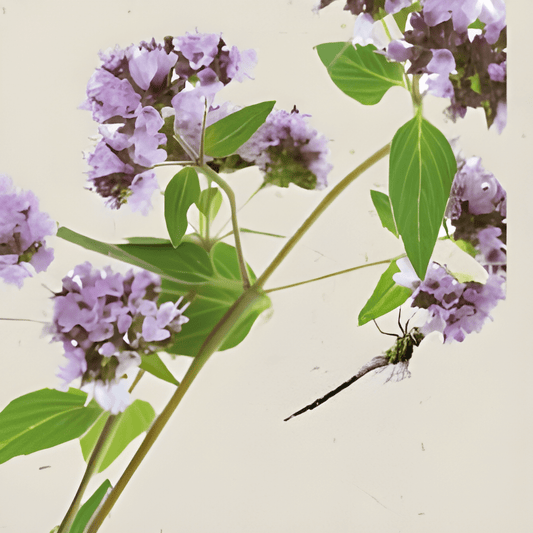 Organic Oregano Seeds Origanum Vulgare Perennial Herb Variety