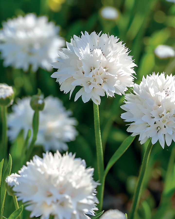 Cornflower Seeds Centaurea Cyanus White Ball Annual Flowers