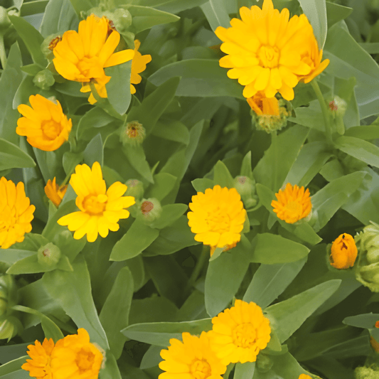 Calendula Seeds Calendula Arvensis Edible Flower Garnish Seeds