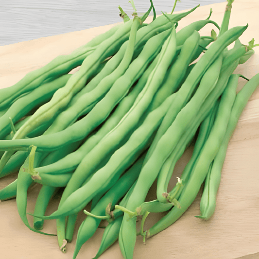Pole Beans Delinel Seeds Phaseolus Vulgaris Stringless Freezing Quality