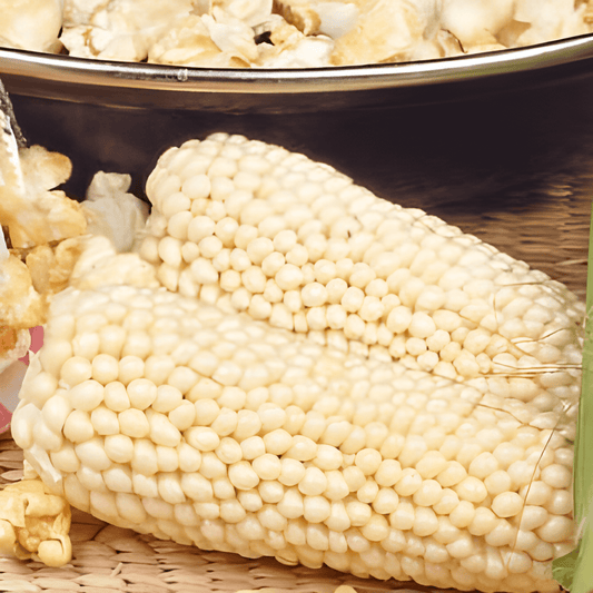 Popcorn Maize Seeds Zea Mays Plomyk Type Peppi