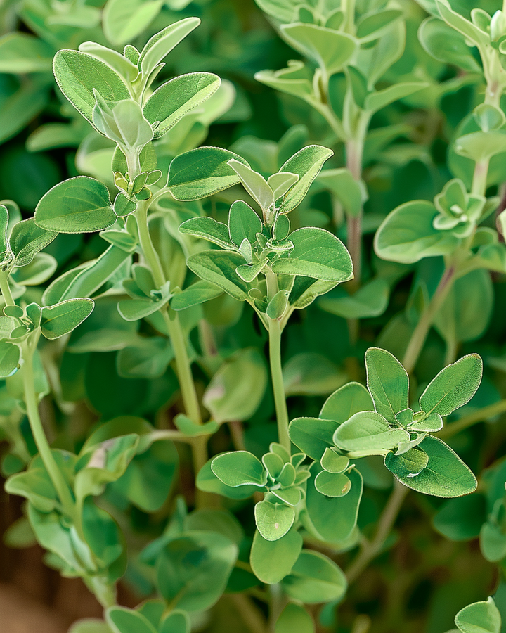 Marjoram Seeds Majorana Hortensis Culinary Herb Seeds
