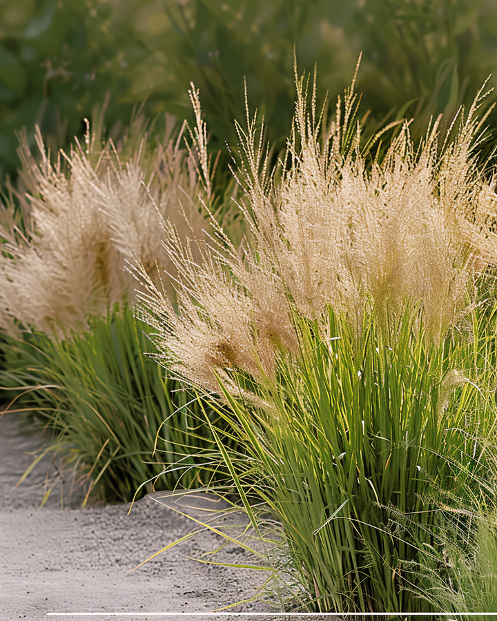 Pampas Grass Seeds Sporobolis Heterolepis Ornamental Soft Foliage