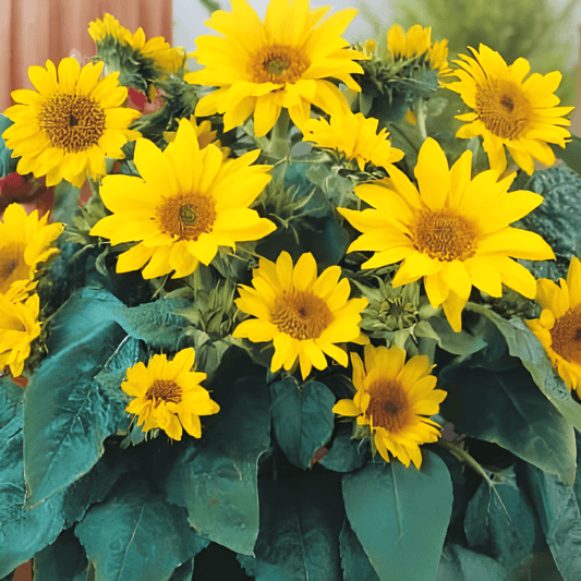 Sunflower Pacino Helianthus Annuus Seeds Low Height Cut Flower