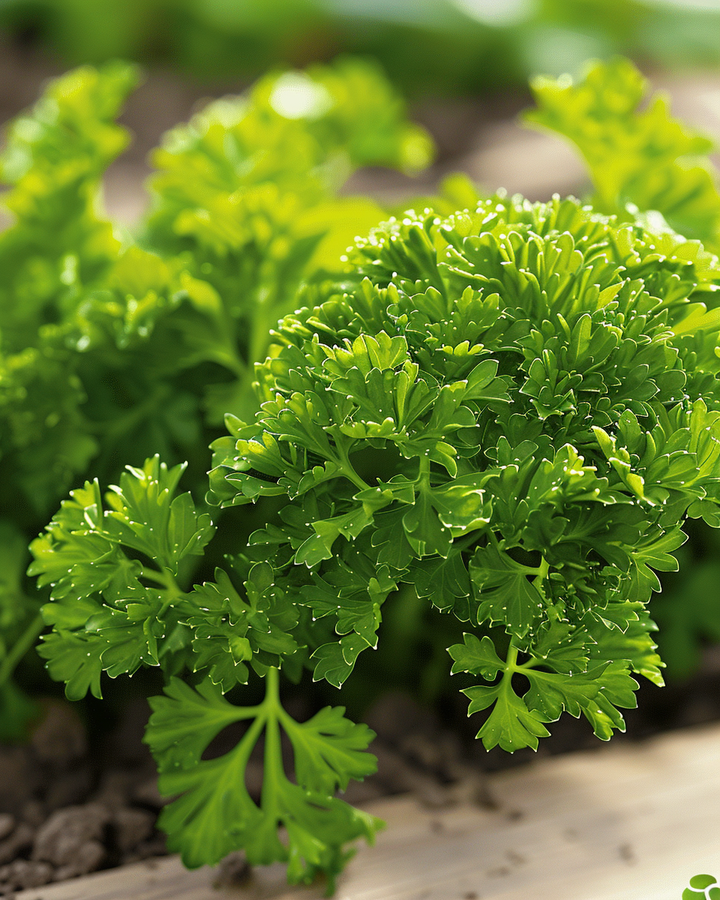Curled Parsley Seeds Petroselinum Crispum Bravour Variety