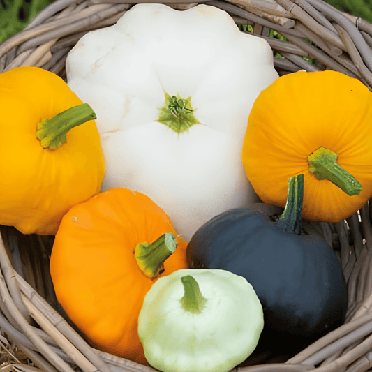 Patisson Courgette Seeds Cucurbita Pepo Colour Mix Vegetables
